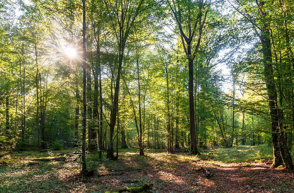 Forêt de protection de Montmorency : enquête publique du 29 août au 28 septembre 2022