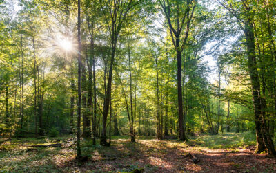 Forêt de protection de Montmorency : enquête publique du 29 août au 28 septembre 2022