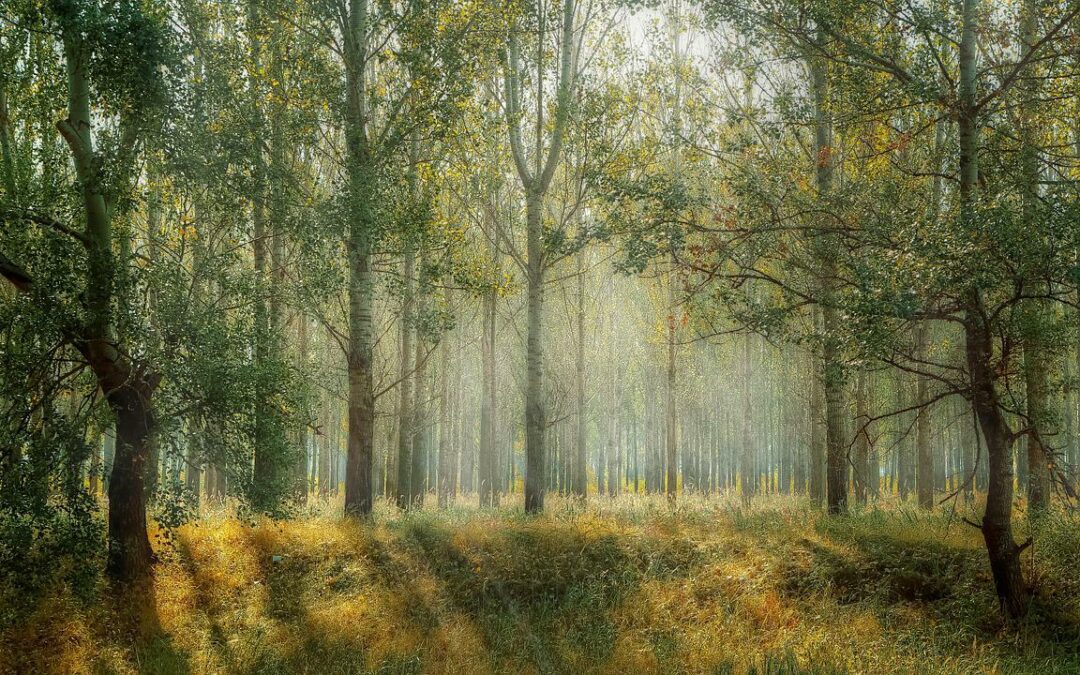 Une forêt de protection à Montmorency