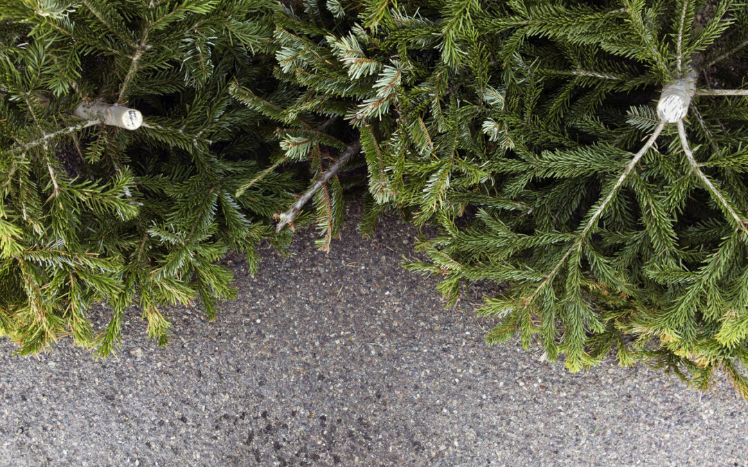 Collecte des sapins de Noël en porte-à-porte