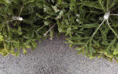 Que faire de mon sapin après les fêtes ?
