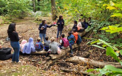 « Ramenez (les choses de) la forêt »