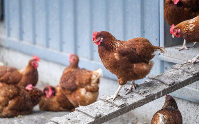 Passage en niveau élevé de risque d’influenza aviaire : avez-vous bien protégé vos oiseaux ?
