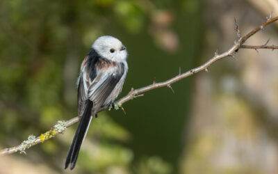 Comptage national Oiseaux des jardins avec la Ligue pour la Protection des Oiseaux (LPO)