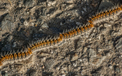 Chenilles processionnaires : adoptons les bons réflexes