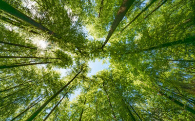 Vigilance jaune « feux de forêt » dans le Val d&rsquo;Oise – Face à la sécheresse, gardons les bons réflexes